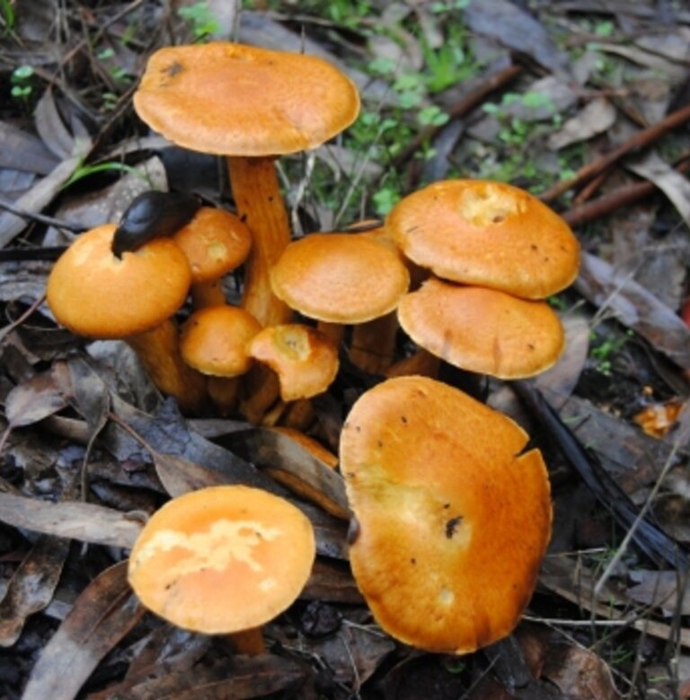 Cogumelos1 1 768 780