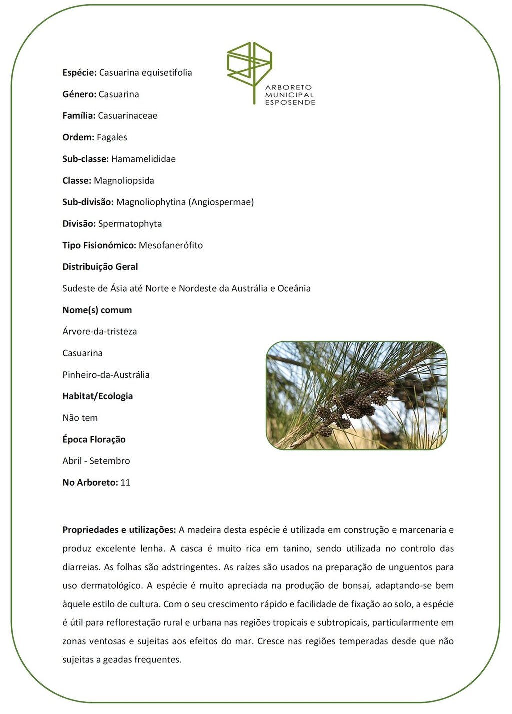 11 - Casuarina equisetifolia