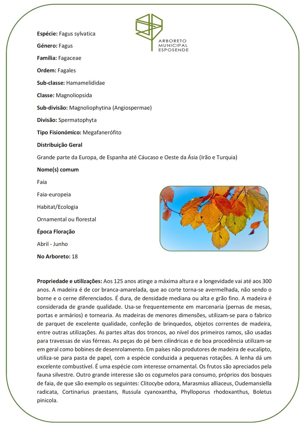 18 - Fagus sylvatica