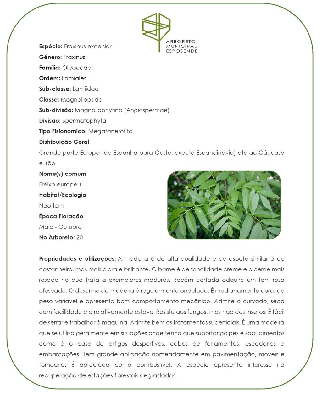 20 - Fraxinus excelsior