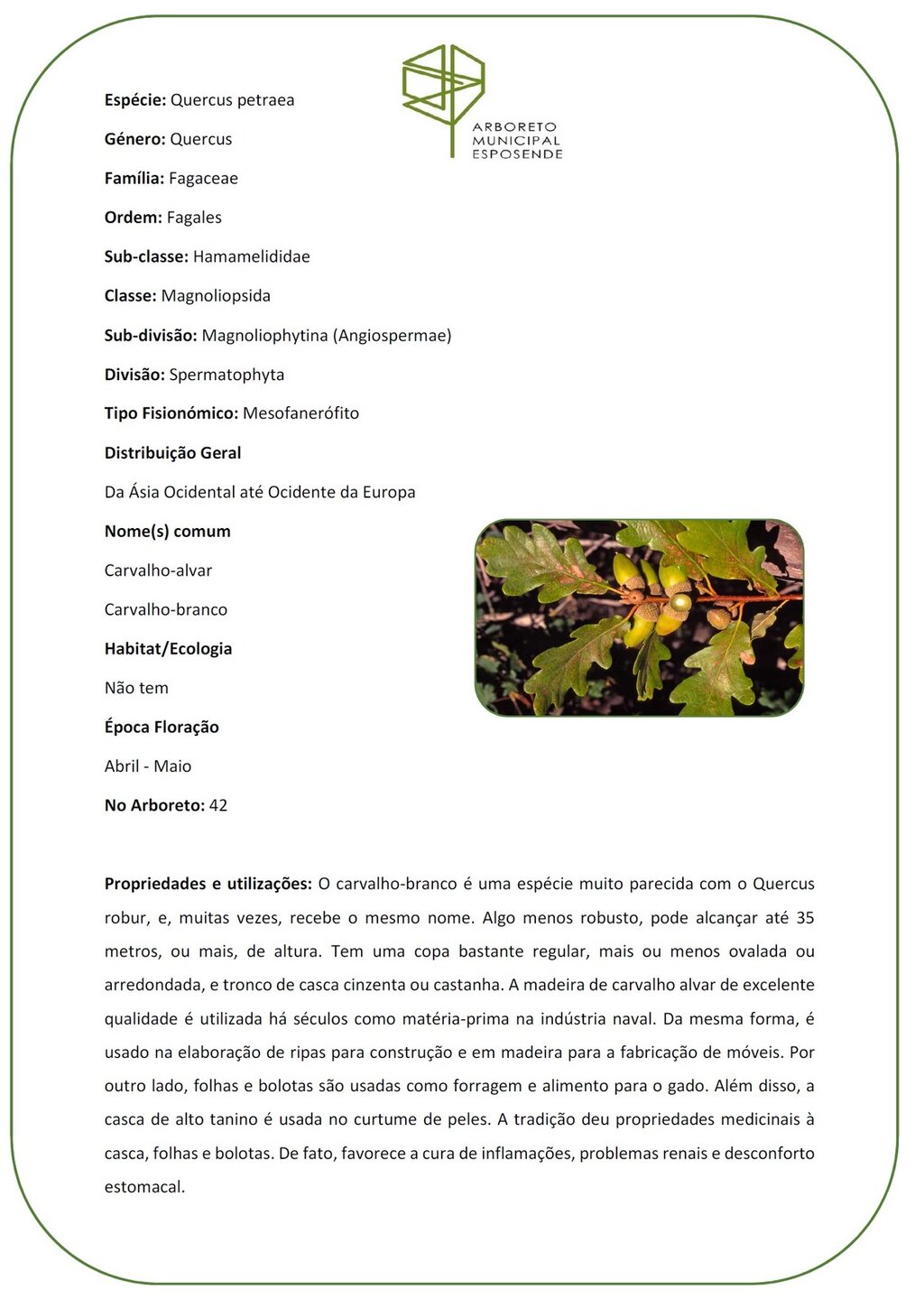 42 - Quercus petraea